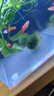 YEE綠藻球水族箱魚(yú)缸造景水草水藻球蝦缸海藻球草缸水草觀(guān)賞球好養 小號2-2.5cm左右(泡水后) 曬單實(shí)拍圖
