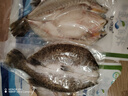 仙泉湖三去尖吻海鱸魚(yú)1斤單條冷凍凈膛金目鱸肉厚海鮮水產(chǎn)生鮮食材 曬單實(shí)拍圖