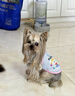 嬉皮狗（hipidog）小狗狗衣服卡通印花吊帶泰迪比熊小型幼犬春夏季薄款透氣寵物服裝 邦迪藍 L （建議體重8-12斤） 曬單實(shí)拍圖