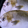 翔泰海南深海金鯧魚(yú)2.4斤/3-4條凈重BAP認證生鮮魚(yú)類(lèi) 海鮮水產(chǎn) 曬單實(shí)拍圖
