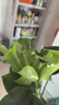 愛(ài)優(yōu)尚水培龜背竹盆栽客廳室內辦公室桌面植物2株吸甲醛源頭直發(fā) 曬單實(shí)拍圖