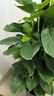 卉優(yōu)大葉綠蘿柱幸福樹(shù)發(fā)財樹(shù)大型植物開(kāi)業(yè)喬遷客廳辦公室內好養綠植 同款低價(jià)|大葉綠蘿柱1.4-1.5米【鉆石盆】 主圖盆 曬單實(shí)拍圖