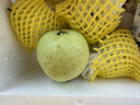 吉果叔 廣西紅心芭樂(lè ) 番石榴當季新鮮現摘軟糯香甜熱帶水果 凈重3斤 軟糯白心芭樂(lè ) 曬單實(shí)拍圖