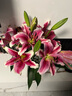 百合花鮮花基地直發(fā)鮮花家用水培插花38女神婦女節禮物生日禮物 粉百合55-60cm  10個(gè)花苞（品種隨機） 曬單實(shí)拍圖