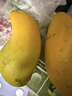京鮮生海南金煌芒果 凈重4.5斤 單果150g+ 新鮮水果 源頭直發(fā) 曬單實(shí)拍圖