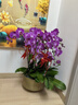 元族【2小時(shí)達】大花蝴蝶蘭盆栽蘭花同城配送鮮花送父母長(cháng)輩喬遷禮物 【年年勝意】8株紫色蝴蝶蘭盆栽（花盆隨機） 曬單實(shí)拍圖