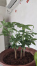 發(fā)財樹(shù) 原生種苗種子 室內盆栽植物 單桿水培綠植五福奇趣招財樹(shù) 【可以長(cháng)高長(cháng)大】原生發(fā)財樹(shù)【4株苗】不含盆送肥料 曬單實(shí)拍圖