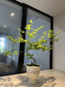 花城水調流泉楓茶室綠植客廳室內室外辦公室桌面盆景造型植物盆栽一物一拍 黃金流泉50-65cm含膠盆 曬單實(shí)拍圖