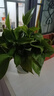 雙盟綠蘿盆栽除甲醛花卉綠植辦公室新房?jì)艋諝?80加侖4盆裝源頭直發(fā) 曬單實(shí)拍圖