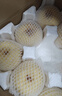 京地達碭山酥梨凈重9斤大果250g+ 雪梨貢梨 脆甜爽口  源頭直發(fā) 包郵 曬單實(shí)拍圖