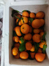 正宗廣西砂糖橘桔子現摘新鮮當季薄皮橘子水果純甜沙糖桔 砂糖橘帶箱5斤 曬單實(shí)拍圖