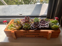 花藝萌多肉植物組合盆栽含盆含土創(chuàng  )意diy拼盤(pán)花盆 多肉植物多肉盆栽 隨機10個(gè)多肉加木盒 含盆 曬單實(shí)拍圖