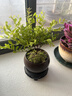 八芽 小葉赤楠盆景擺件室內綠植花卉盆栽老樁客廳辦公室桌面好養植物 【推薦款】小葉赤楠+舍得紫砂盆+苔蘚鋪面+底座 曬單實(shí)拍圖