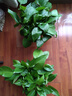 雙盟綠蘿盆栽除甲醛花卉綠植辦公室新房?jì)艋諝?80加侖2盆裝源頭直發(fā) 曬單實(shí)拍圖