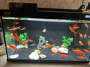 森森金麟超白玻璃魚(yú)缸一體缸自循環(huán)客廳小型家用水族箱LE-480B 曬單實(shí)拍圖
