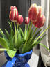 【甜美浪漫】國產(chǎn)郁金香隨機色10枝 曬單實(shí)拍圖