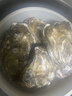 蜀皇乳山生蠔鮮活特大牡蠣海蠣子10斤凈重5XL(16-20只)源頭直發(fā)包 郵  曬單實(shí)拍圖