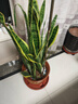 嘆為觀(guān)止大型盆栽金錢(qián)榕百合竹金錢(qián)樹(shù)發(fā)財樹(shù)清香木辦公室內落地款中型植物 虎皮蘭【1.1-1.3米】 含盆 曬單實(shí)拍圖