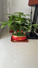 幼薇發(fā)財樹(shù)盆栽樹(shù)樁招財室內大型綠植開(kāi)業(yè)送禮前臺大號金錢(qián)樹(shù)四季常青 三棵發(fā)財樹(shù)+金紅陶瓷盆 帶盆栽好 曬單實(shí)拍圖
