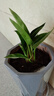 室內大型綠植大葉金鉆盆栽 四季長(cháng)青凈化空氣室內花卉盆栽 30-40厘米高一盆 曬單實(shí)拍圖