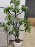 嘆為觀(guān)止大型植物發(fā)財樹(shù)各種大顆盆栽開(kāi)業(yè)喬遷客廳辦公室內好養大型花卉 造型鴨腳木【1.5-1.7米】 含盆 曬單實(shí)拍圖