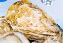 乳山牡蠣鮮活乳山生蠔5XL 凈重5斤 9-10只 生鮮海鮮 送禮 源頭直發(fā) 曬單實(shí)拍圖