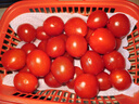 廣西露天圣女果櫻桃小番茄即食水果西紅柿新鮮蔬菜應季整箱批發(fā)價(jià) 帶箱4斤 4斤 凈重3.5斤 曬單實(shí)拍圖