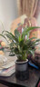 綠有意一帆風(fēng)順白掌盆栽室內綠植紅掌花卉水培植物四季易活吸除甲醛好養 A級白掌（灰色繁星吸水盆） 曬單實(shí)拍圖