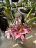 百合鮮切花云南基地現采現發(fā)真花瓶插水養38女神婦女節1 隨機香水百合6-8朵 曬單實(shí)拍圖