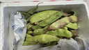 京鮮生山東新鮮油豆角1.8斤裝新鮮蔬菜源頭直發(fā)包郵 曬單實(shí)拍圖