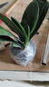 君子蘭大苗盆栽圓頭和尚寬葉復合肥高檔四季長(cháng)青室內辦公室好養 君子蘭：9-12片葉子 曬單實(shí)拍圖