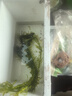 瘋狂水草（FKSC）真水草魚(yú)缸造景套餐凈化水質(zhì)懶人魚(yú)缸水草植物直接入缸蜈蚣草 蜈蚣草【火山石底座】 曬單實(shí)拍圖