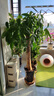 發(fā)財樹(shù)客廳大盆栽辦公室室內大型綠植擺客廳大棵招財植物喬遷之喜 獨桿發(fā)財樹(shù)1-1.1米【不含盆】 曬單實(shí)拍圖