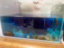 YEE亞甲基藍魚(yú)缸消毒殺菌觀(guān)賞魚(yú)錦鯉白點(diǎn)凈水爛身爛尾235ml 曬單實(shí)拍圖