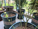 特大藍莓樹(shù)果苗盆栽地栽發(fā)貨南北方種植奧尼爾藍莓苗當年結果 奧尼爾 5年苗【當年結果】50-60公分高 曬單實(shí)拍圖