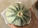 京鮮生 海南哈密瓜 西州蜜/西周蜜 1粒 單果2.5斤起 生鮮水果 曬單實(shí)拍圖