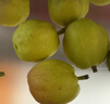 京鮮生 新疆庫爾勒香梨 凈重5斤 一級 單果100g-120g  生鮮水果 曬單實(shí)拍圖