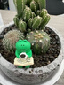 MPPMCK仙人掌盆栽組合多肉植物室內仙人球辦公室桌面綠植花卉盆景 綠洲之刺組合+綠色盆 成品發(fā)貨+鋪面石+樹(shù)枝小鳥(niǎo)+澆水 曬單實(shí)拍圖