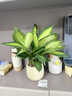 京噶特萬(wàn)年青盆栽室內綠植常綠辦公室內桌面客廳凈化空氣好養活植物 必看提示語(yǔ)：關(guān)于栽種好發(fā)貨的秘密 帶盆栽好 曬單實(shí)拍圖