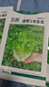 北蔬 生菜種子苗四季種生吃耐熱耐抽薹菜籽 速翠1號生菜種子約5000粒 曬單實(shí)拍圖