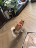 BeauGo狗狗胸背帶狗衣服小型犬牽引繩大型犬狗繩狗背帶狗狗牽引繩 熱浪橙 S碼   胸圍44-54cm體重6-10KG 曬單實(shí)拍圖