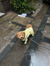 嬉皮狗（hipidog）狗狗水果滿(mǎn)印小狗四腳雨衣連帽雨披泰迪比熊博美小型犬全包款衣服 洛克黃（升級全包款） 2XL （建議16-20斤） 曬單實(shí)拍圖