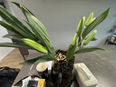 與花同行濃香型香水百合鮮切花云南昆明批發(fā)伊莎貝拉黃天霸家居水培鮮切花 【8-10個(gè)花苞】隨機色系香水百合 枝長(cháng)45-55cm（下單聯(lián)系客服領(lǐng)取養護） 曬單實(shí)拍圖