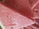 藤上熟吊秧小西瓜1粒1.5kg 曬單實(shí)拍圖