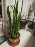 嘆為觀(guān)止大型盆栽金錢(qián)榕百合竹金錢(qián)樹(shù)發(fā)財樹(shù)清香木辦公室內落地款中型植物 虎皮蘭【1.1-1.3米】 含盆 曬單實(shí)拍圖