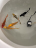錦鯉魚(yú)活體觀(guān)賞魚(yú)活魚(yú)小型易養冷水淡水魚(yú)小魚(yú)苗錦鯉金魚(yú)好看錦鯉 13-15cm 五彩錦鯉混搭5條 曬單實(shí)拍圖
