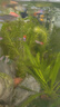 瘋狂水草魚(yú)缸水草植物直接入缸火山石魚(yú)缸造景套餐20-40cm缸源頭直發(fā)包郵a 曬單實(shí)拍圖