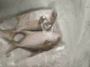 鮮京采南海金鯧魚(yú)凈重2斤/3條裝類(lèi)BAP認證家庭聚餐海鮮單條真空包裝 曬單實(shí)拍圖