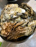 鮮京采 鮮活生蠔5XL 凈重5斤 9-12只 鮮活到家 海鮮 源頭直發(fā) 年貨送禮 曬單實(shí)拍圖