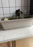墨斗魚(yú)霍倫盆種菜花盆草綠色*2家用育苗盆長(cháng)方形種植多肉箱陽(yáng)臺種菜箱 曬單實(shí)拍圖